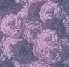 Gray Roses Background