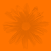 Orange sunflower background
