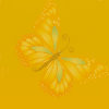 orange butterfly background