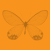 orange butterfly 2 background