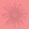 Pink daisy background