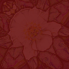 Red Rose Background