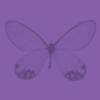 violet butterfly background