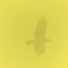 Yellow eagle soars background